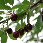 Višňa - čerešňa višňová (Prunus cerasus)  ´DEBRECENI BOTERMO´ - stredne skorá, výška 120-150 cm, voľnokorenná